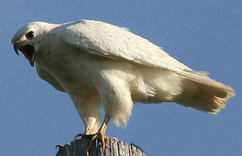 leucistic eagle