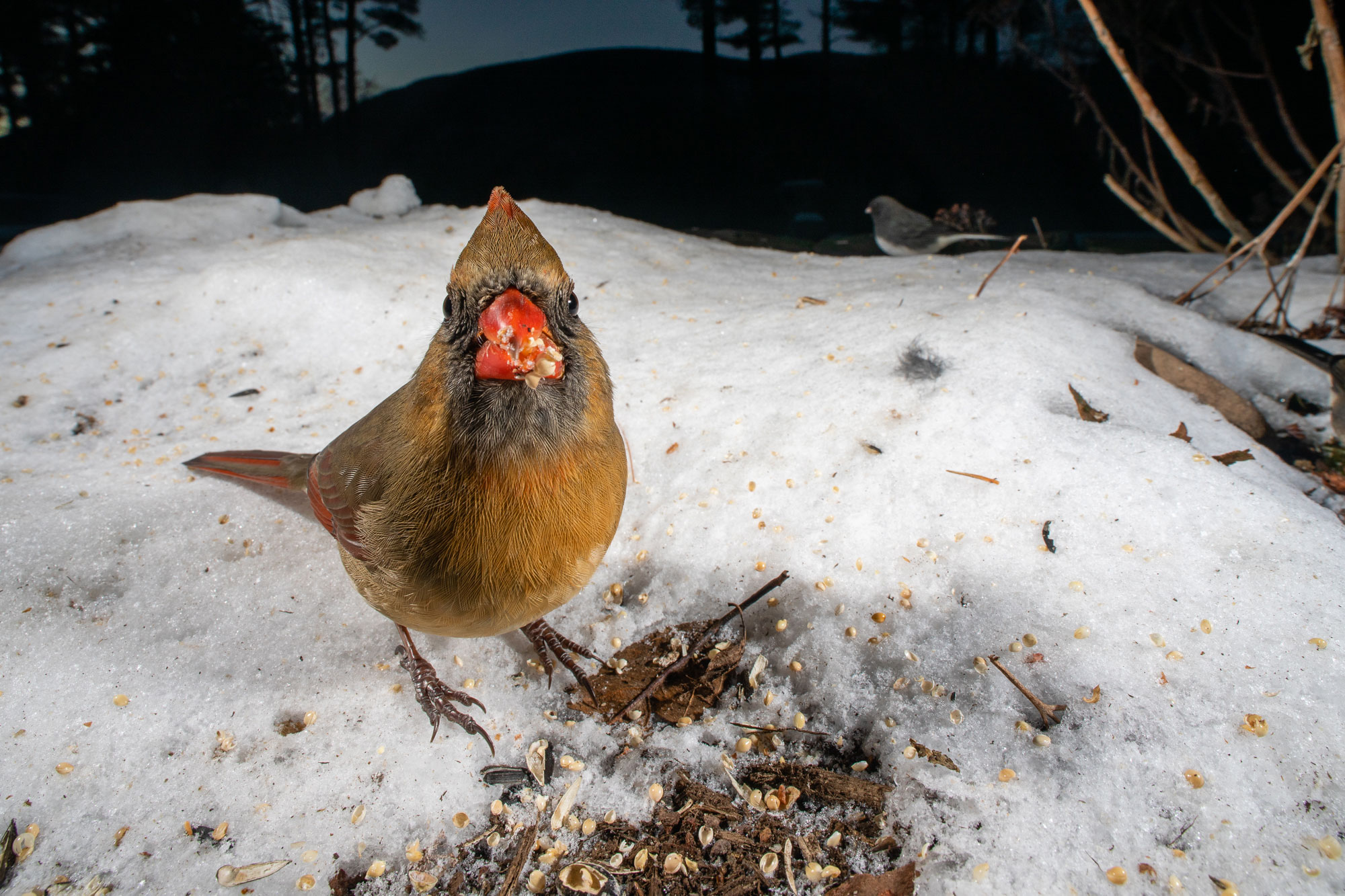 A female Northern Cardinal stands among fallen seed and snow, looking directly into the camera with bits of seed stuck to its beak. In the background, a Dark-eyed Junco stands in profile in front of the Catskill Mountains.