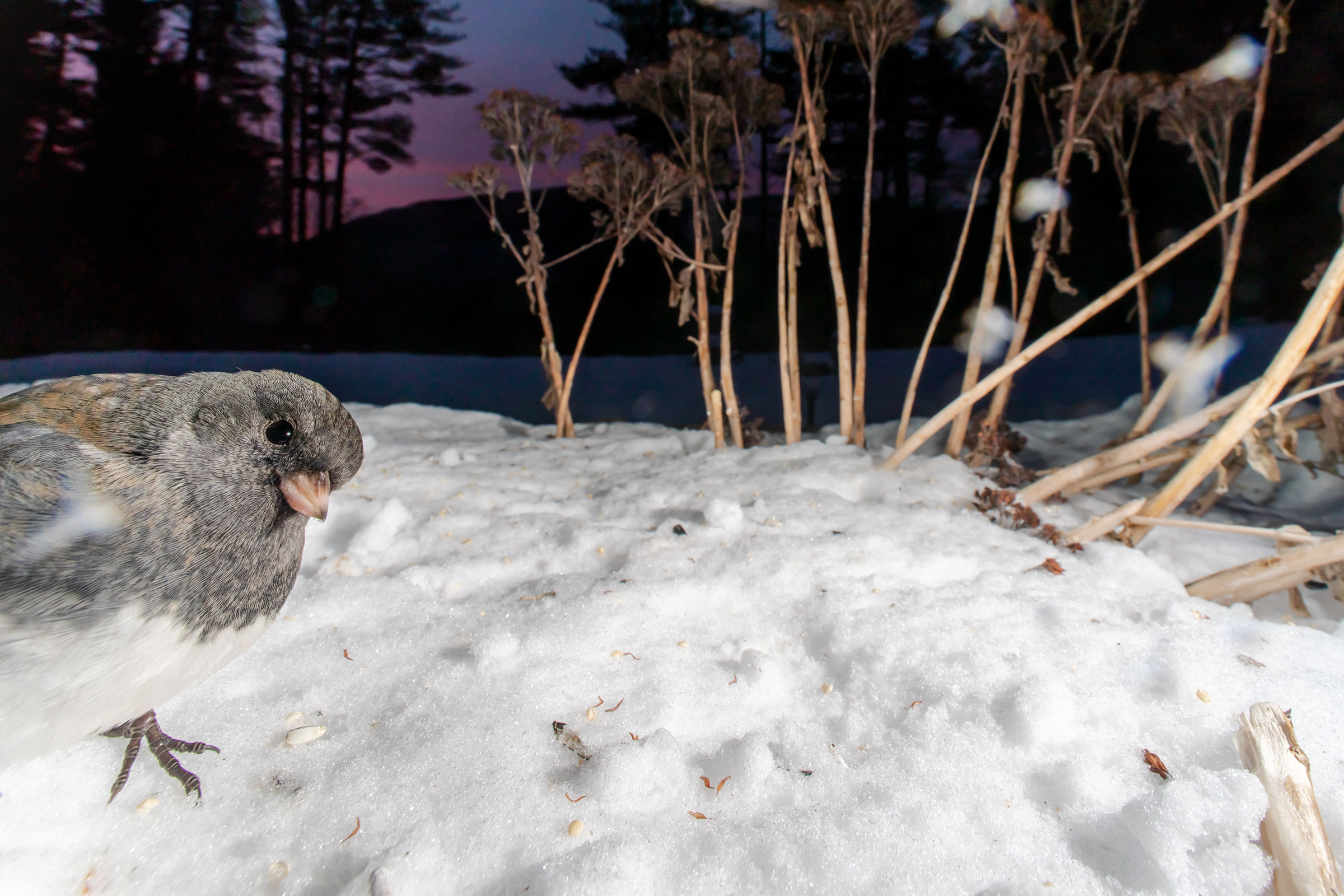 Looking directly into the lens, a grey-colored Dark-eyed Junco curiously peers its head into the shot from the left side of the frame.