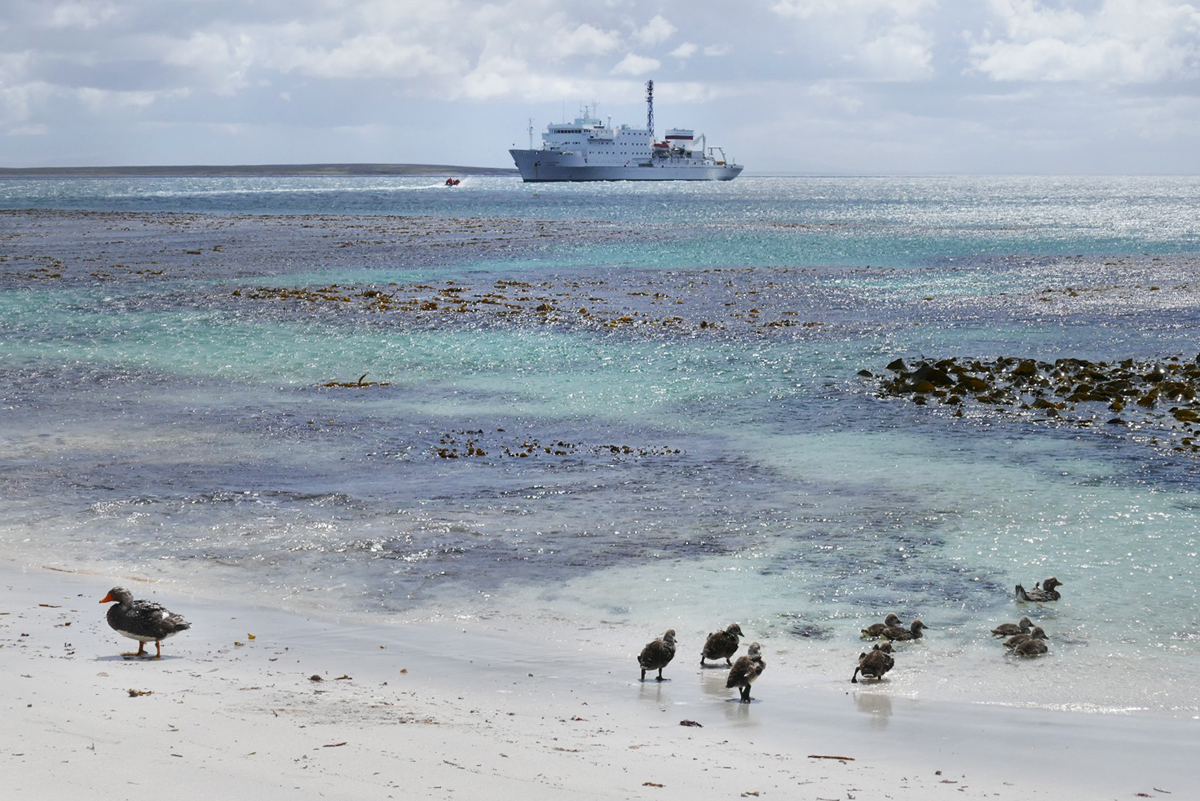 A family of endemic Falkland Steamer-Ducks on the beach in front of the Akademik Ioffe. Noah Strycker