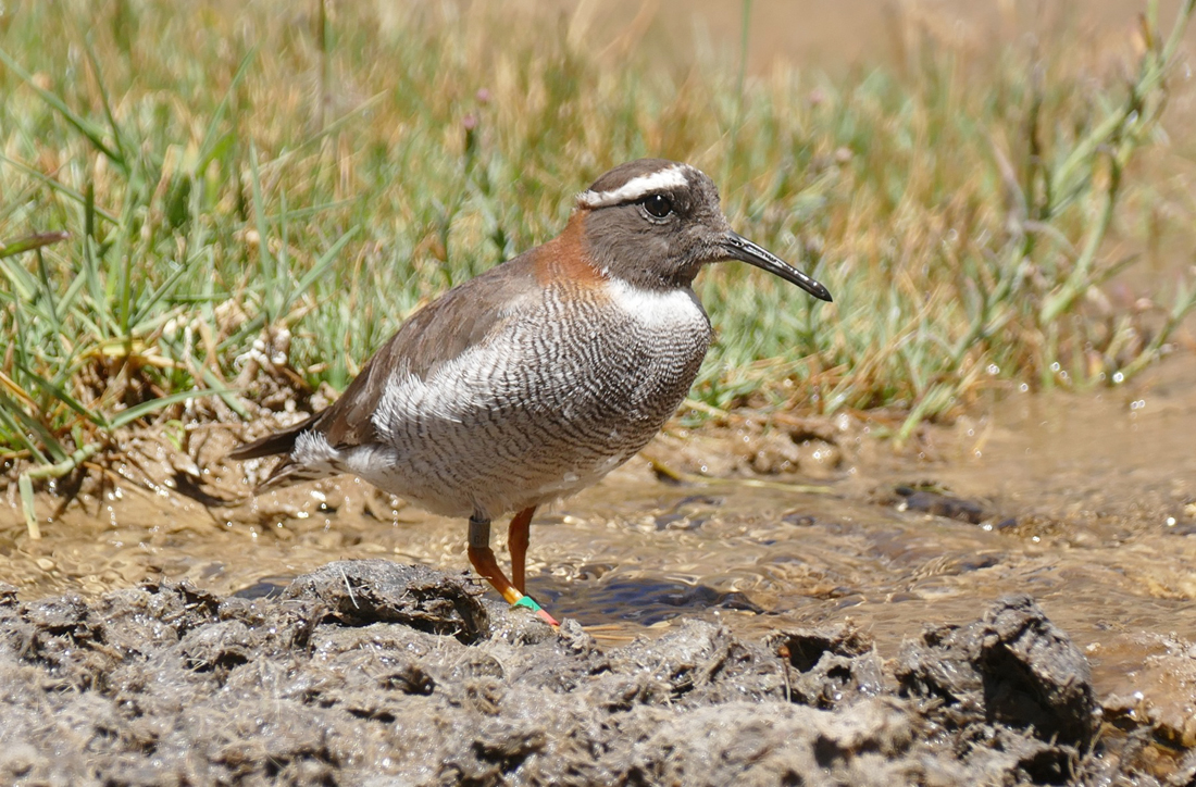 The Diademed Sandpiper-Plover. Noah Strycker