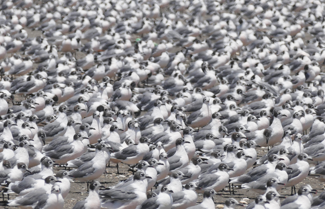 Thousands of Franklin's Gulls carpet the beach at the Maipo River mouth. Noah Strycker