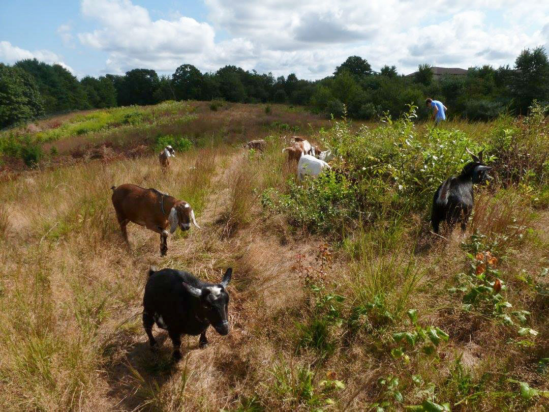 The goats went right to work mowing down invasive plants to make more space for bird-friendly greenery. Stella Miller