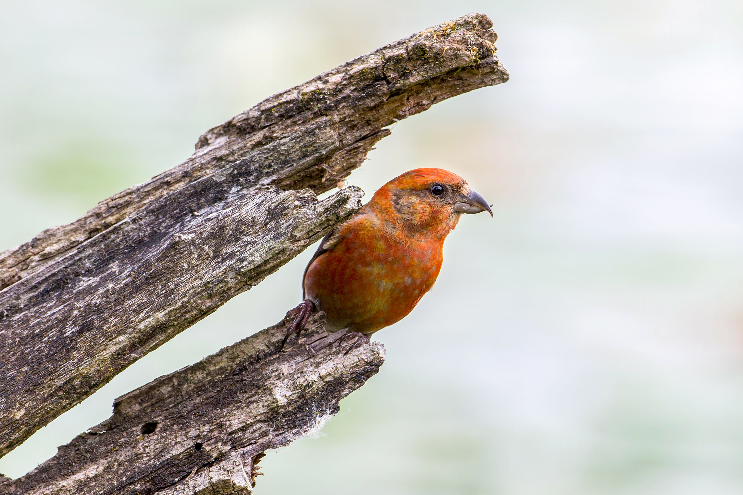 When Does a Crossbill's Beak Get Twisted? Audubon