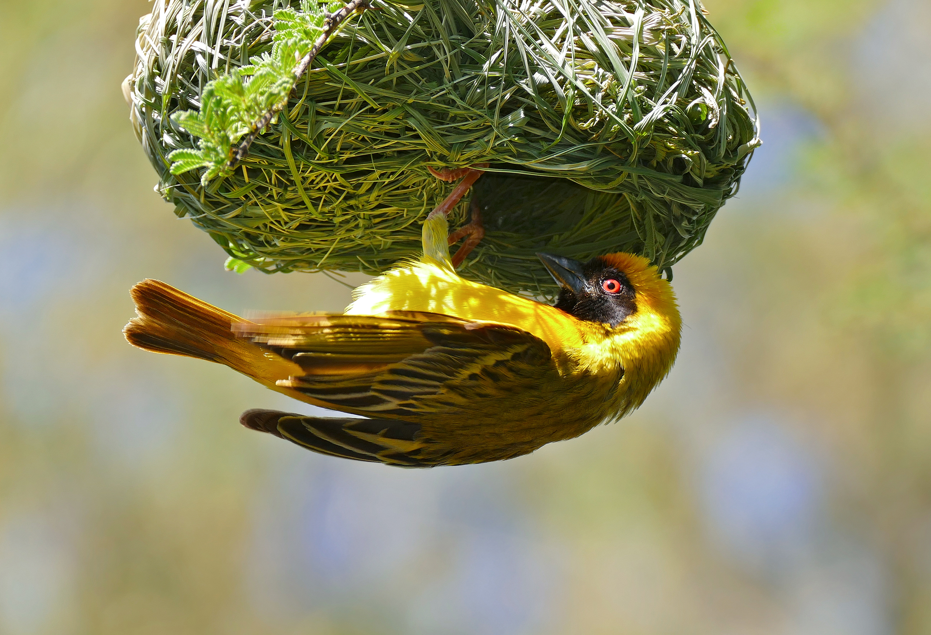 Southern Masked Weavers build nests that have specially sized entrances to ward off parasitic birds. Bernard Dupont