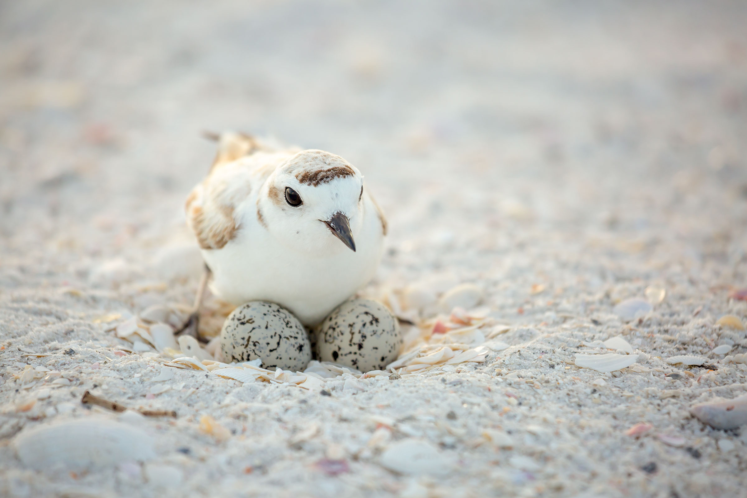 Snowy Plover nesting in the Florida Panhandle. Britt Brown