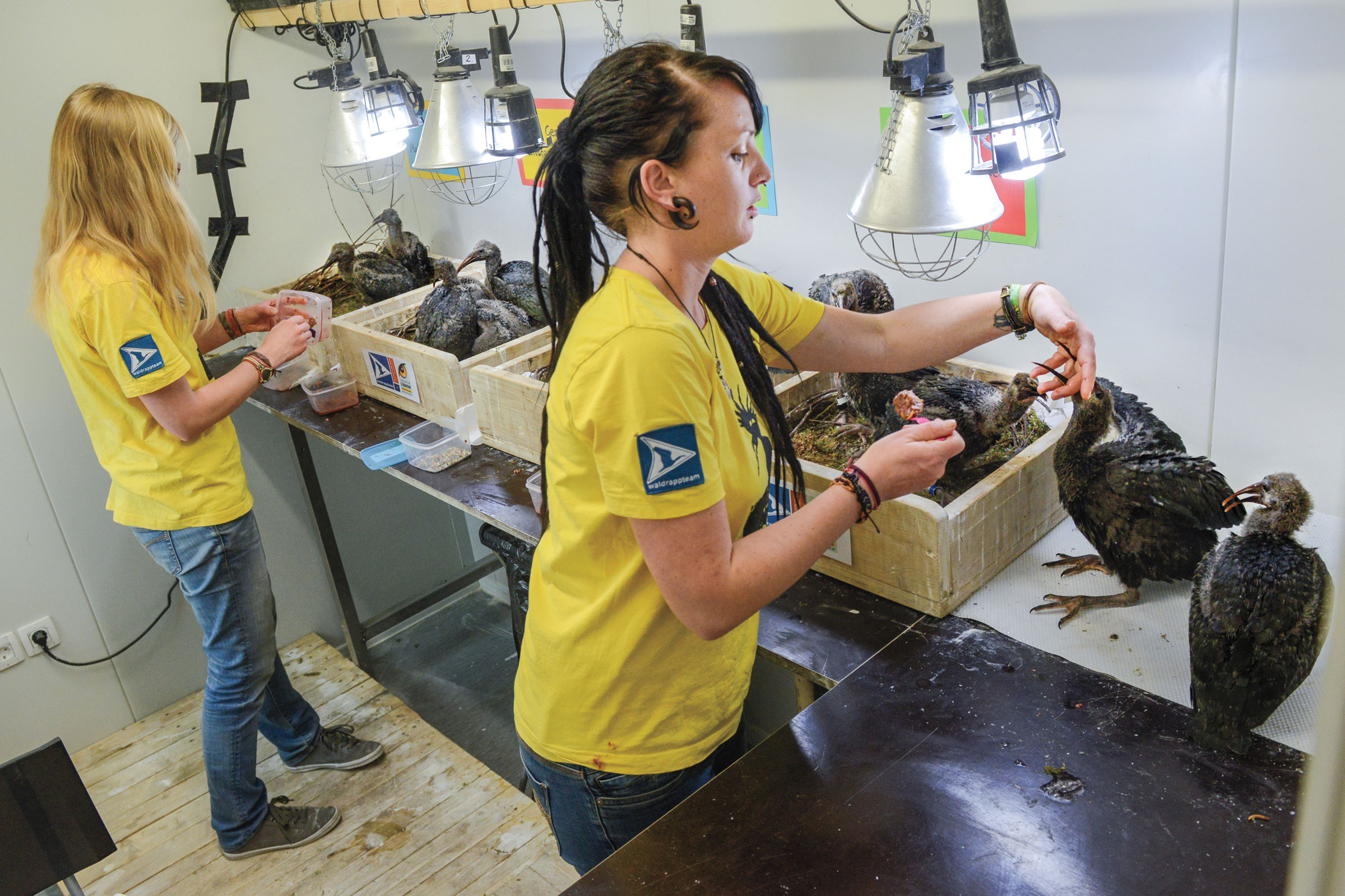 Schmalstieg and Esterer feed ibis chicks a mash of rat, mouse, and chicken. Esther Horvath