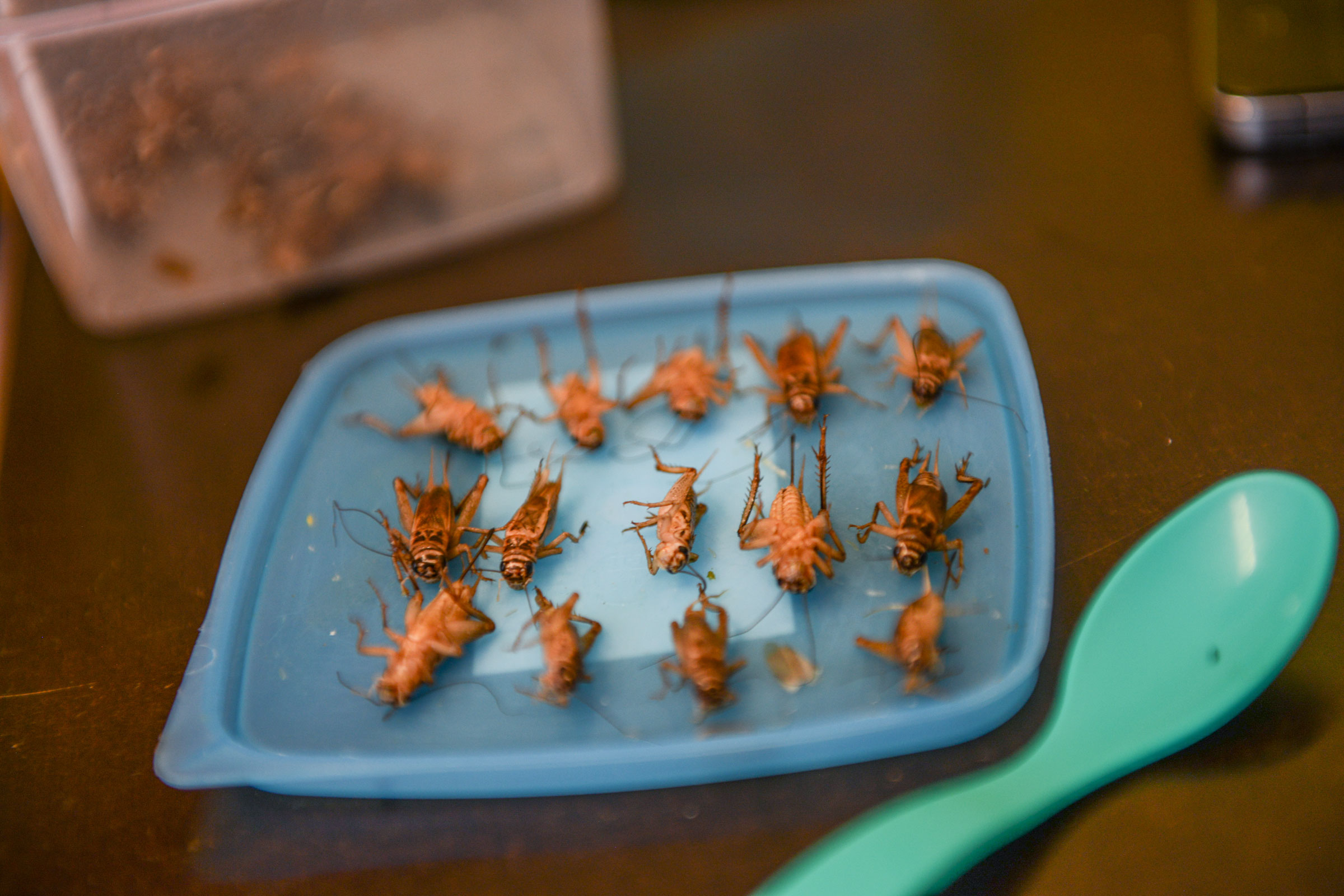 Young chicks also eat fresh grasshoppers, which requires the foster moms to pick them out of a box filled with live insects—one of their most difficult tasks, they say. Esther Horvath