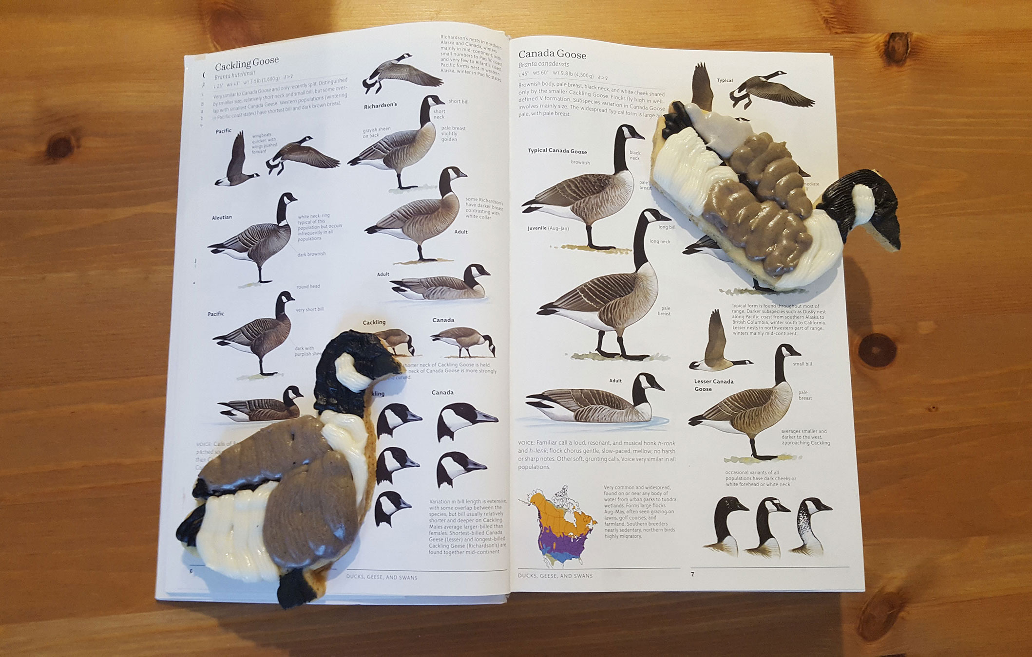 MacLean makes her own cookie cutters and carefully applies the icing to match a bird's plumage as closely as possible. Sarah MacLean