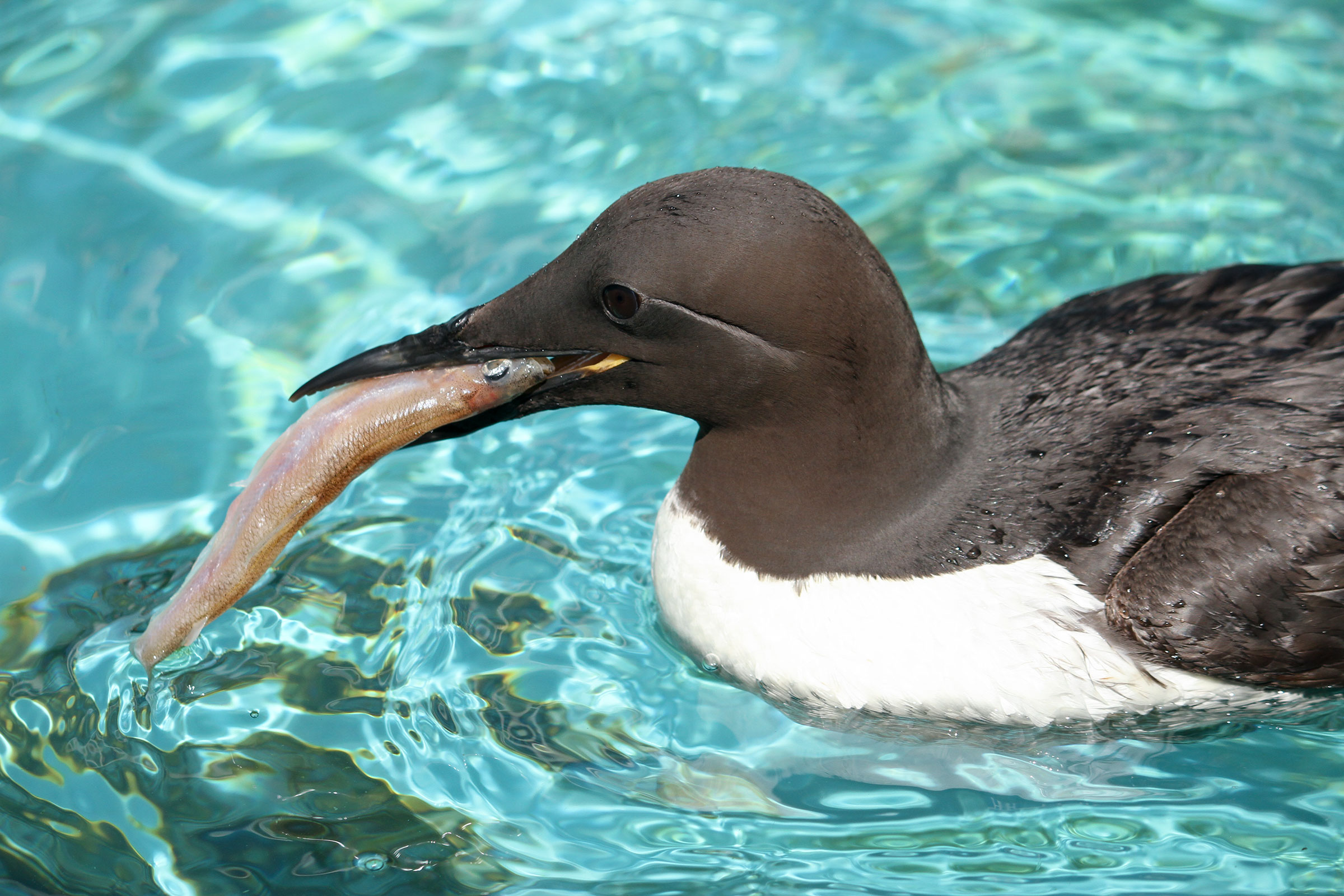 Common Murre in rehab at the San Francisco Bay-Delta Wildlife Center. Cheryl Reynolds/International Bird Rescue