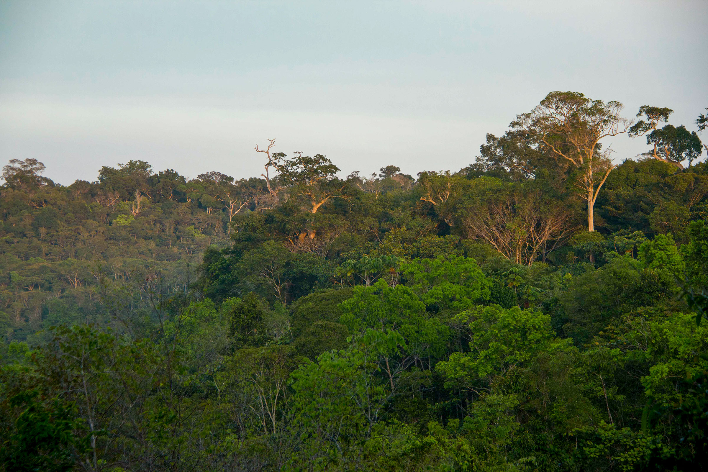 The Biological Dynamics of Forest Fragments Project area extends across a 37,000-acre portion of the Amazon rainforest in Brazil.