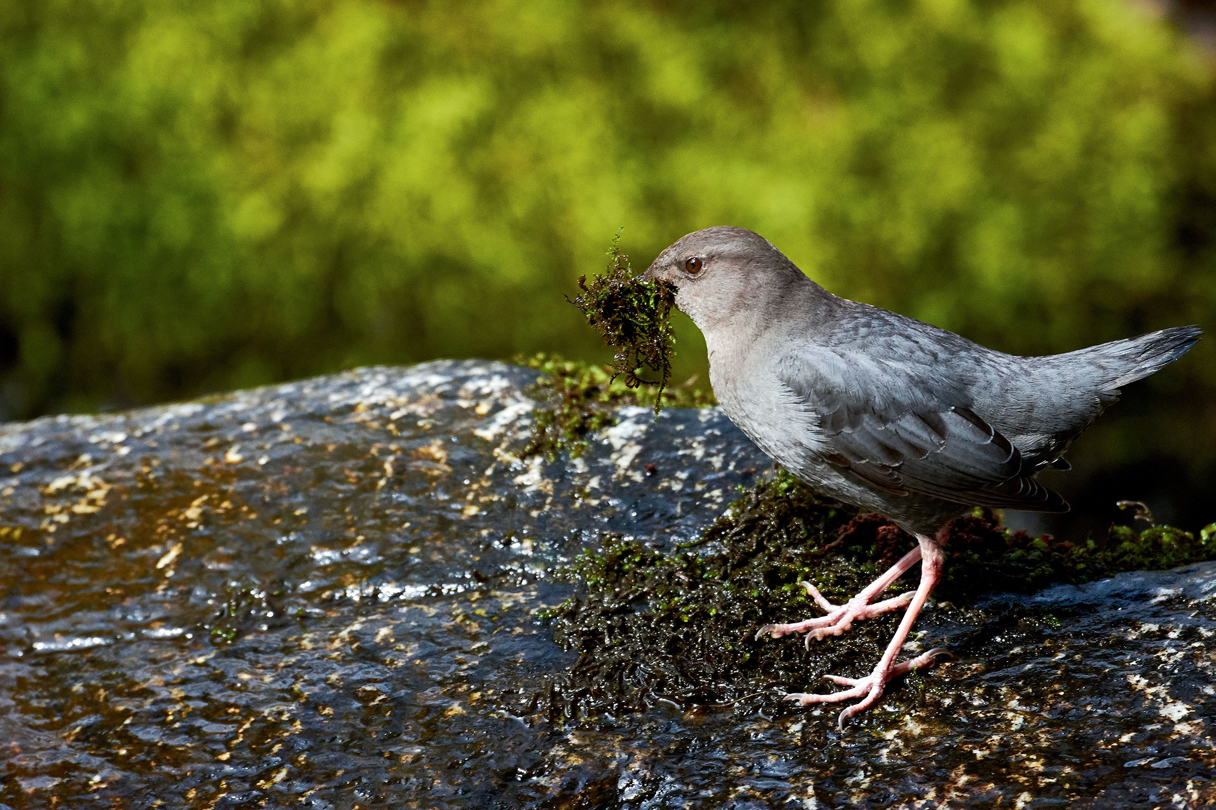 American Dippers have been a crucial indicator of the Elwha River's state—both in sickness and in health. Frank D. Lospalluto/<a href="https://www.flickr.com/photos/chloesview/24600168463/">Flickr (CC BY-NC-ND 2.0)</a>