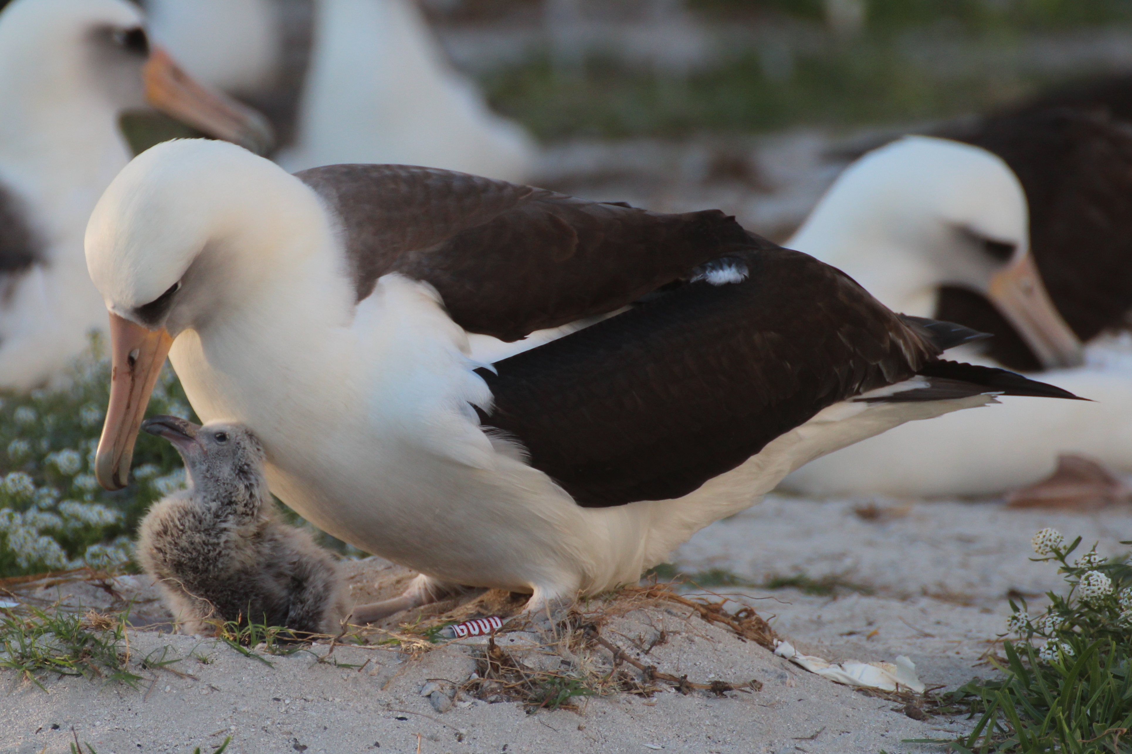 Wisdom, the world’s oldest known bird, with her chick in 2016, while her mate, Akeakamai (meaning “desire for wisdom” in Hawaiian) is out foraging. Kiah Walker/USFWS Volunteer