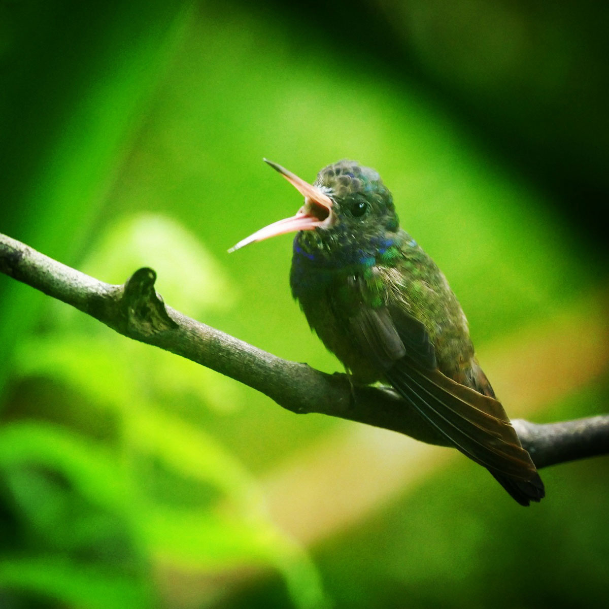 A White-chinned Sapphire at the hummingbird feeder setup near Ubatuba. Noah Strycker