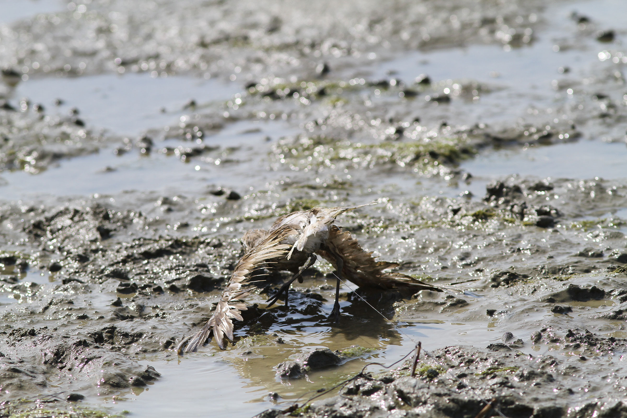 A Lesser Sand-Plover caught in a noose trap. Sayam U. Chowdhury