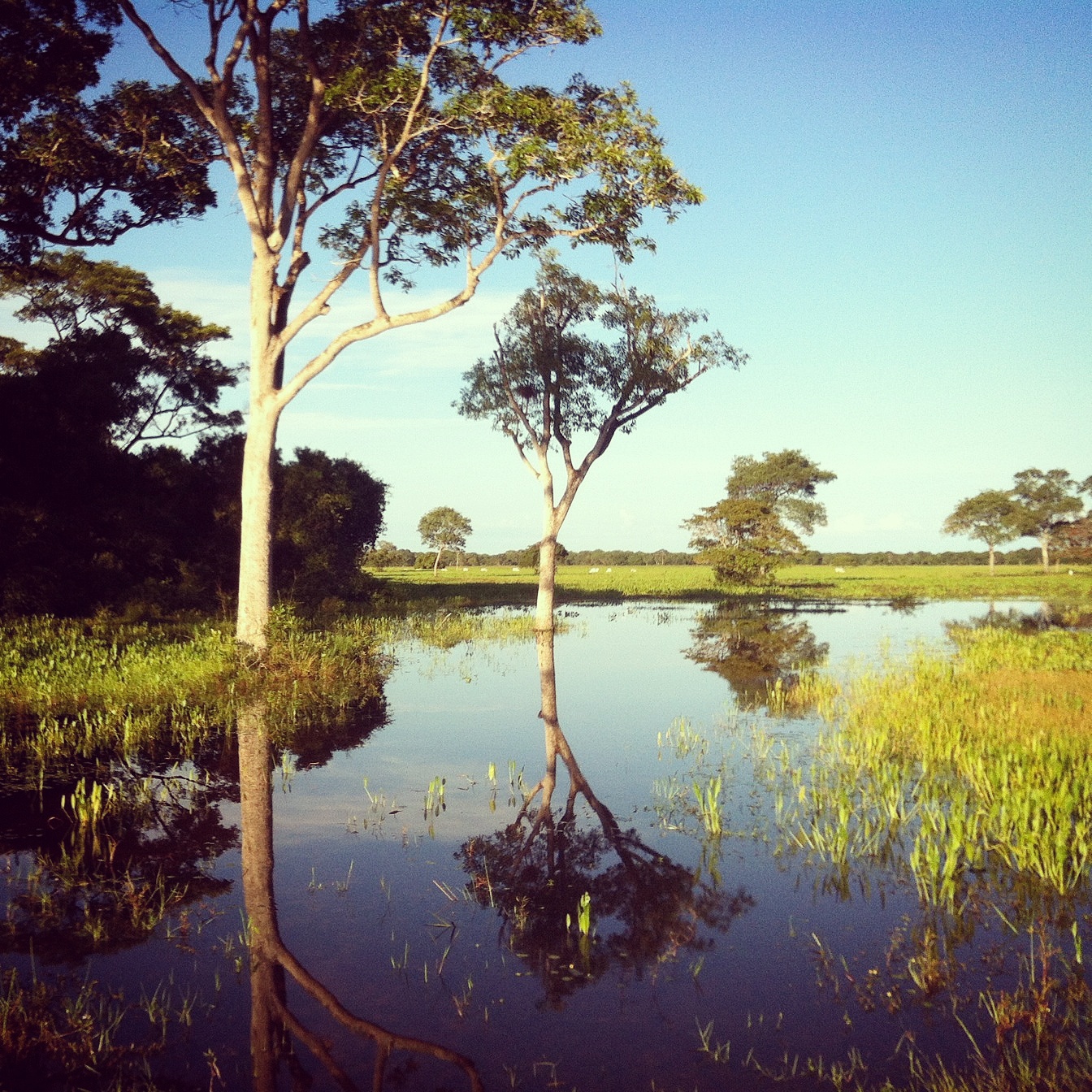 The Pantanal is a patchwork of flooded areas and savannah-like forest. Noah Strycker
