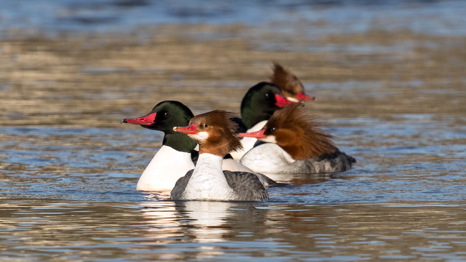 Common Merganser Common Merganser
