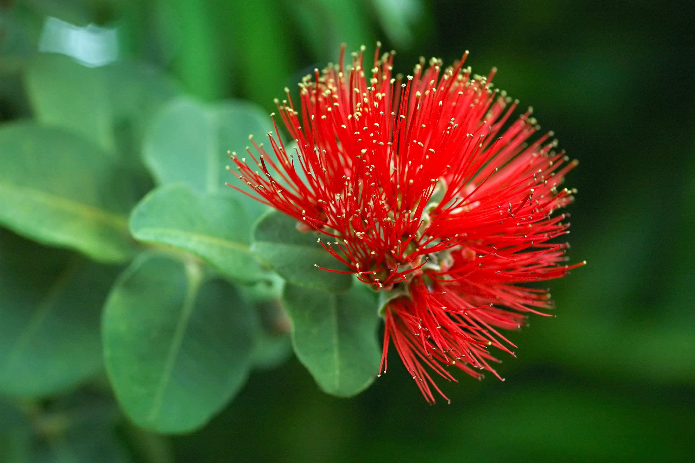‘Ōhi‘a provide food and shelter for 'I'iwi, but disease is devastating the trees. Eric Hunt/USFWS