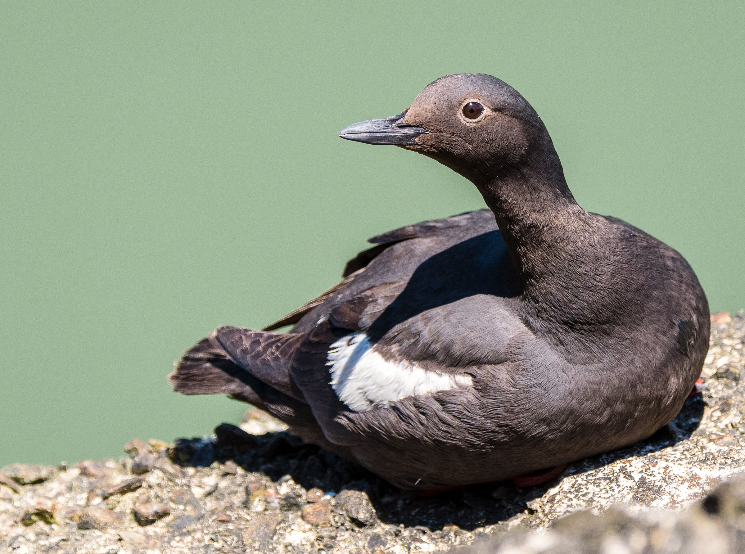 Pigeon Guillemot. <a href="https://www.flickr.com/photos/beckymatsubara/34533107873/in/photolist-JLnpa2-VfW9h5-UBzcRB-bWjmtc-27RRR1">Becky Matsubara</a>/Flickr (CC BY 2.0)