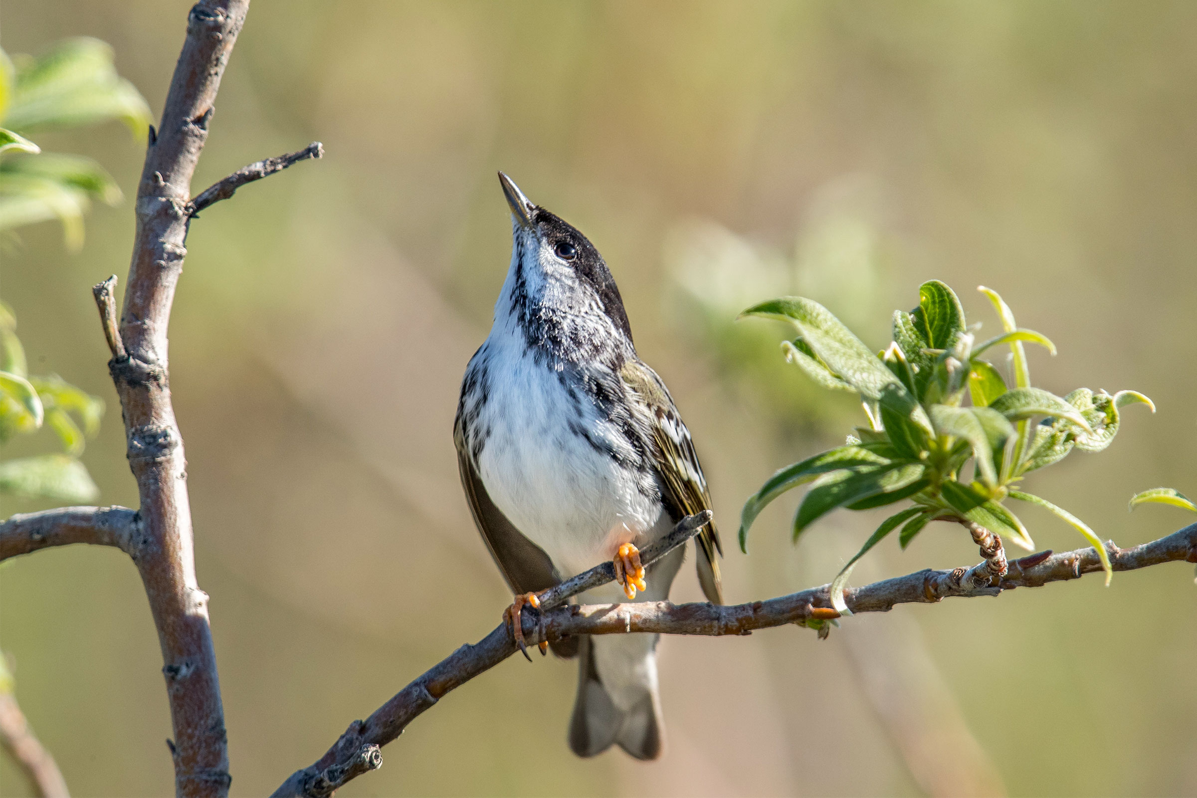 Wildlife Conservation Jobs -