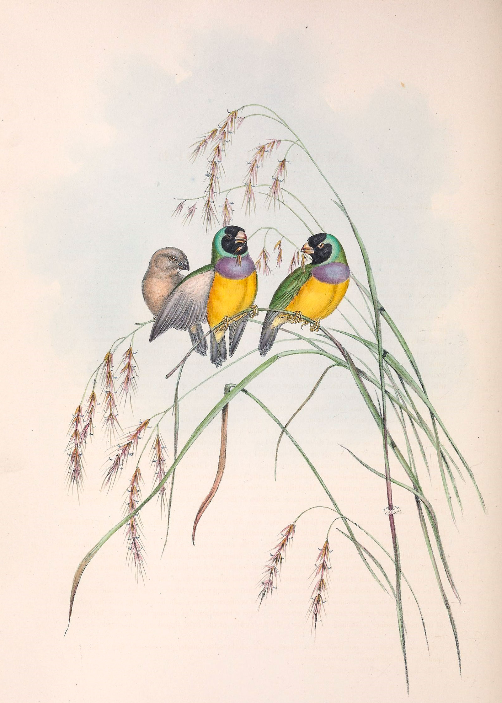 Gouldian Finches, named for Elizabeth Gould, from The Birds of Australia. Illustration: Elizabeth Gould/Public Domain