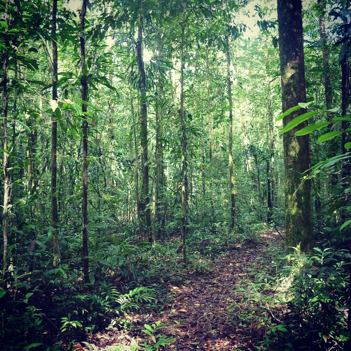 Primary forest in the GUNMA reserve near Belem, Brazil. Noah Strycker