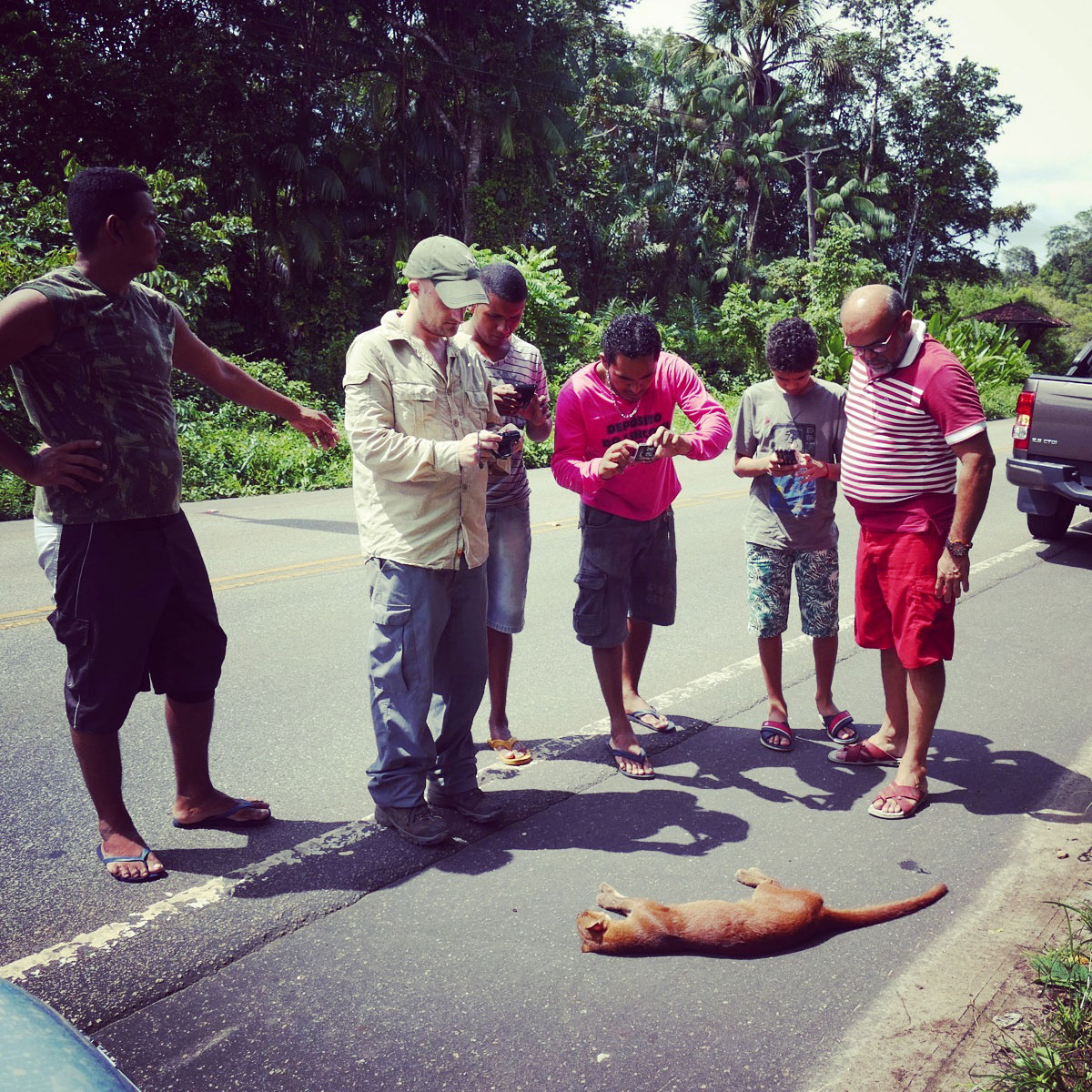 A crowd gathers around the deceased jaguarundi near Belem, Brazil. Noah Strycker