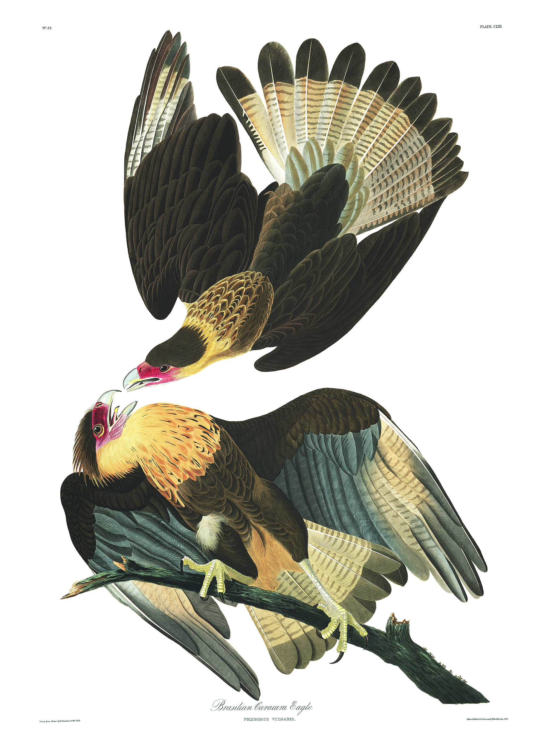 Illustration: John James Audubon