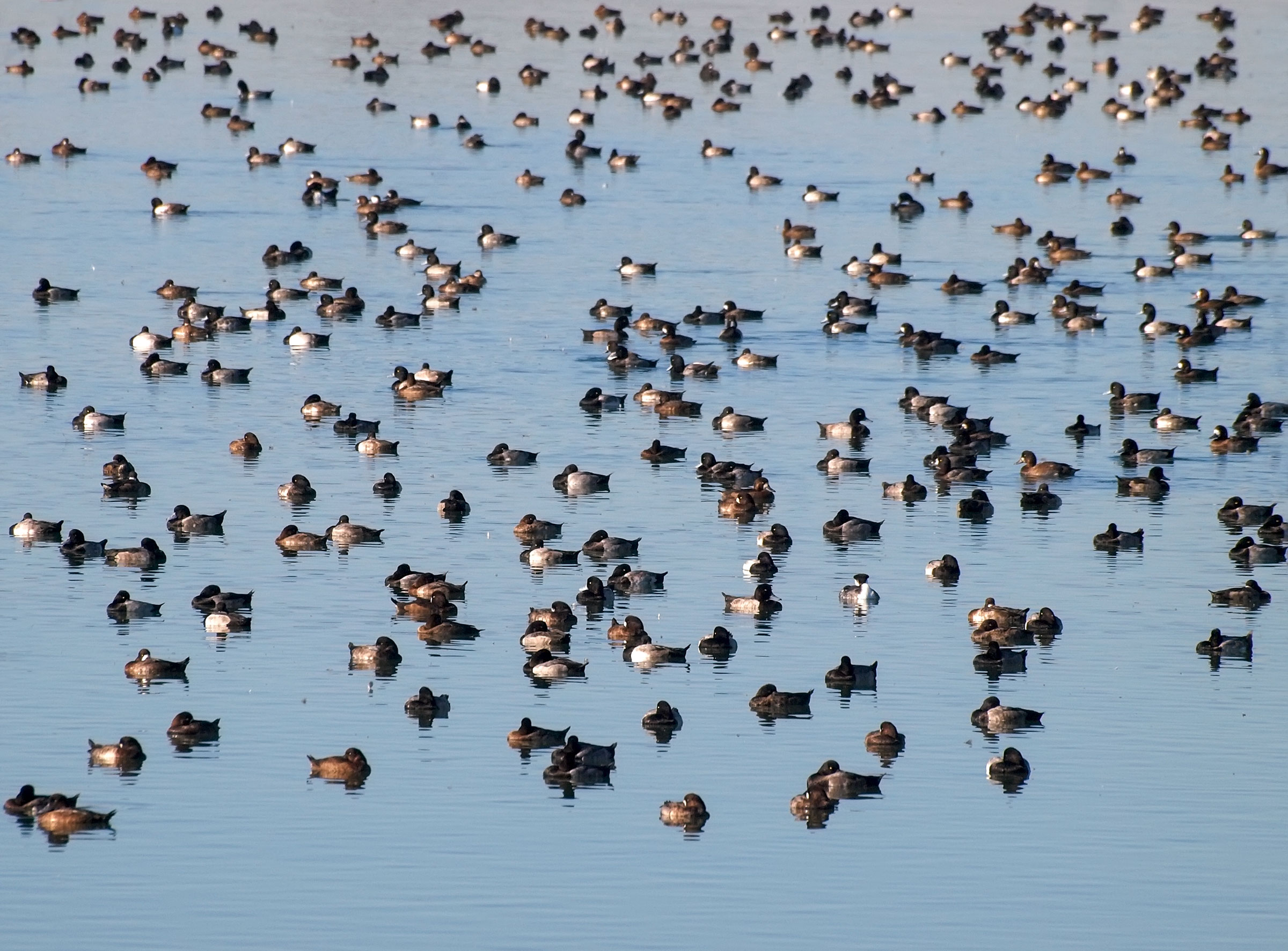 A large flock of ducks swims in a lake.