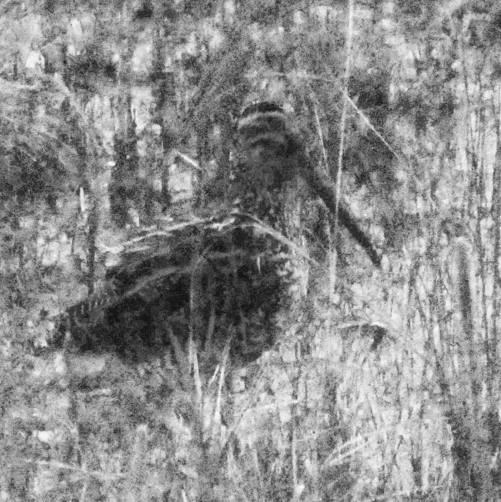 The Giant Snipe poses as darkness falls. Noah Strycker