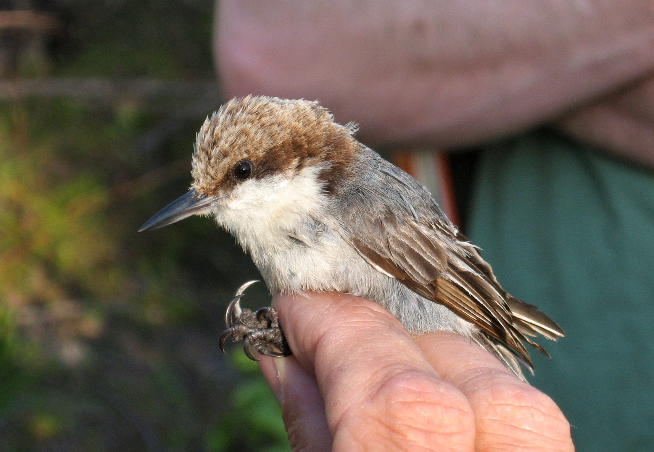 Bahama Nuthatch, held by a researcher on Grand Bahama island in 2007. Thomas A. Benson
