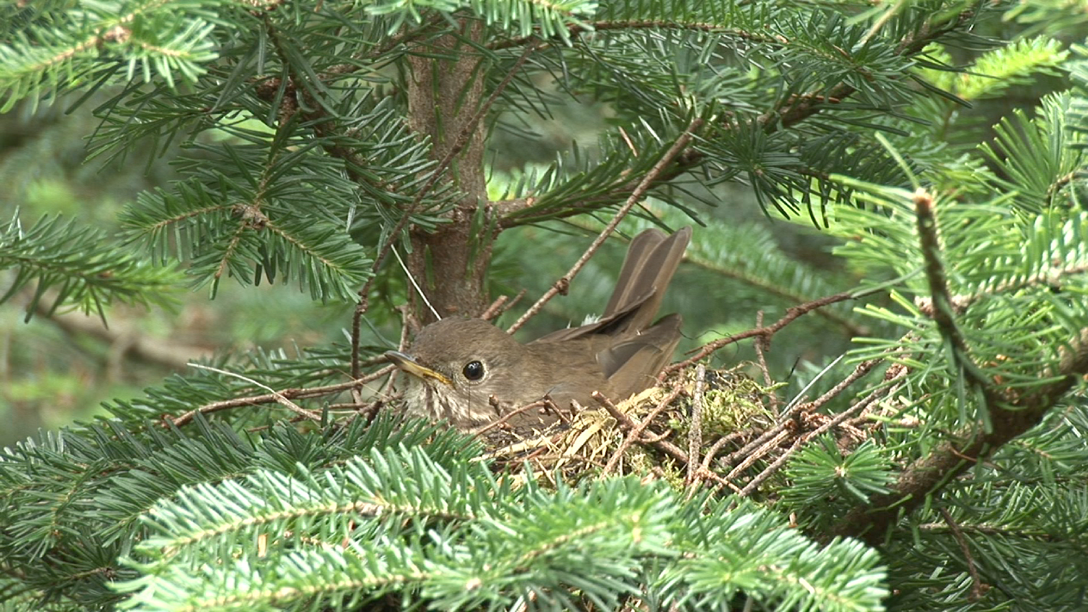 Bicknell's Thrush Bicknell's Thrush