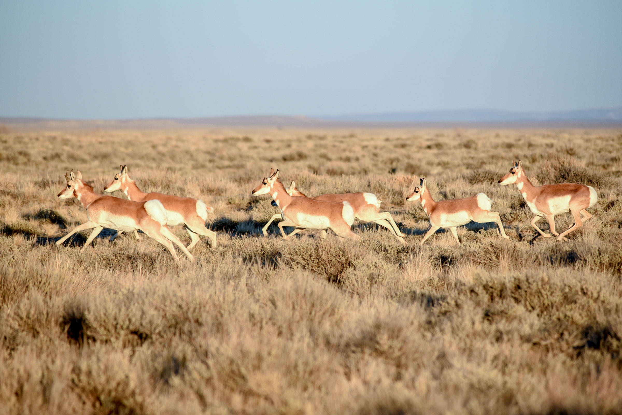 Along with sage-grouse, a Wyoming lease sale includes key habitat for pronghorn. USFWS