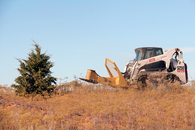 Removing shrubs, such as this eastern redcedar, improves habitat for the Lesser Prairie-Chicken. Ken Brunson/Lesser Prairie Chicken Initiative/Flickr (CC BY NC ND 2.0)
