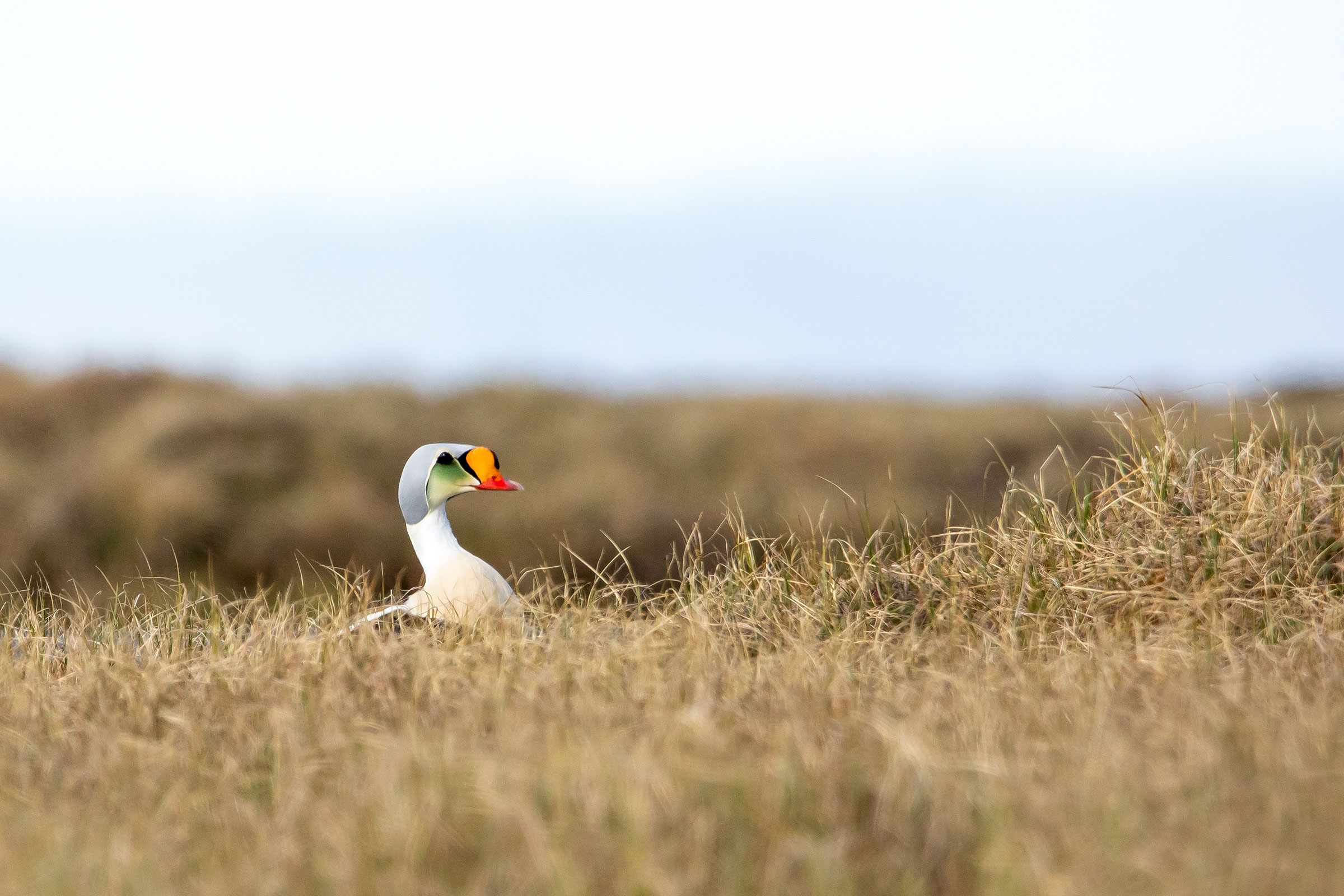 King Eider in the Arctic National Wildlife Refuge. Lisa Hupp/USFWS