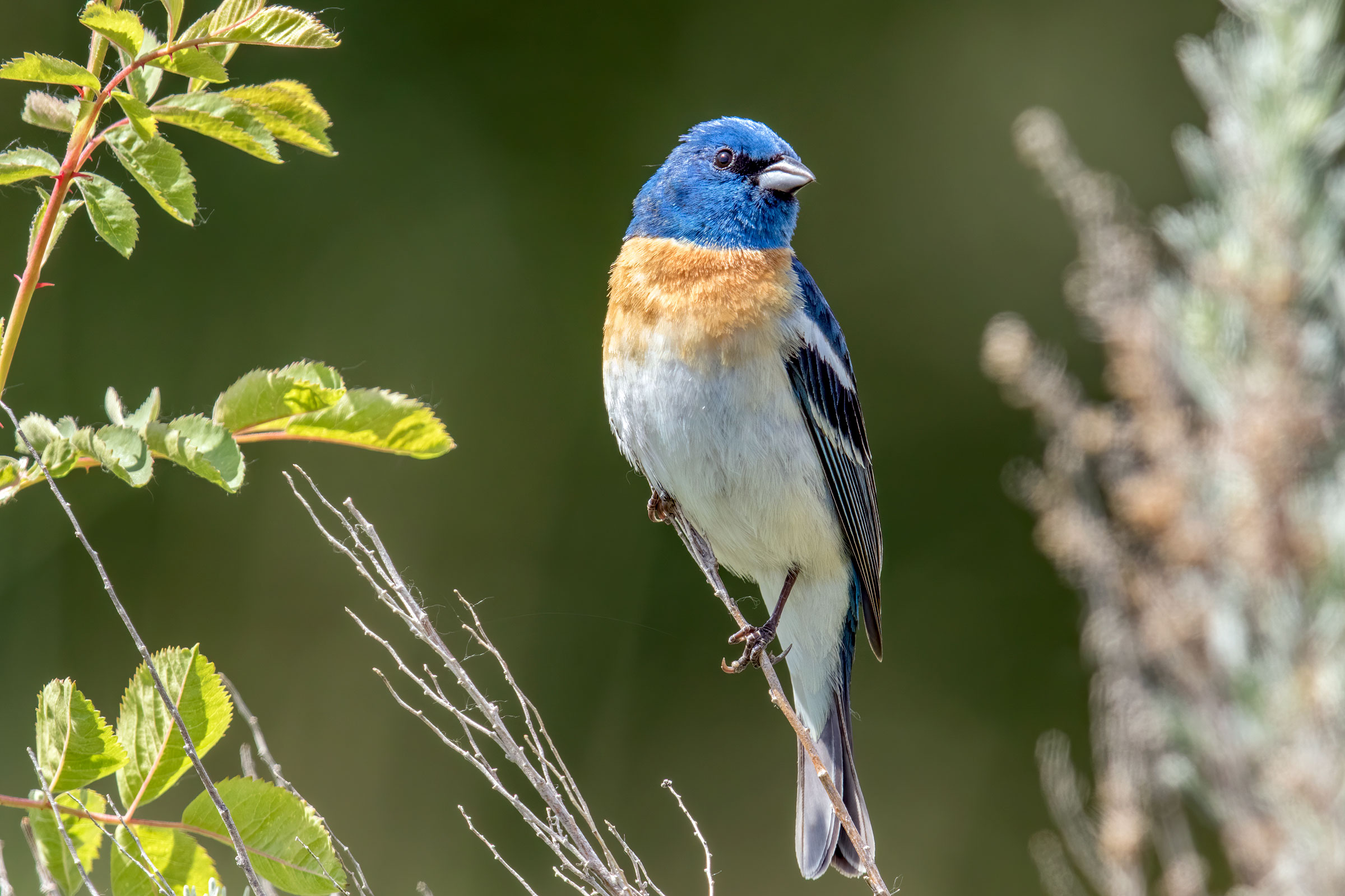 A Lazuli Bunting sits perched on a plant with a regal look on its face. The songbird has a bright blue head with a rusty chest and white belly. Mick Thompson