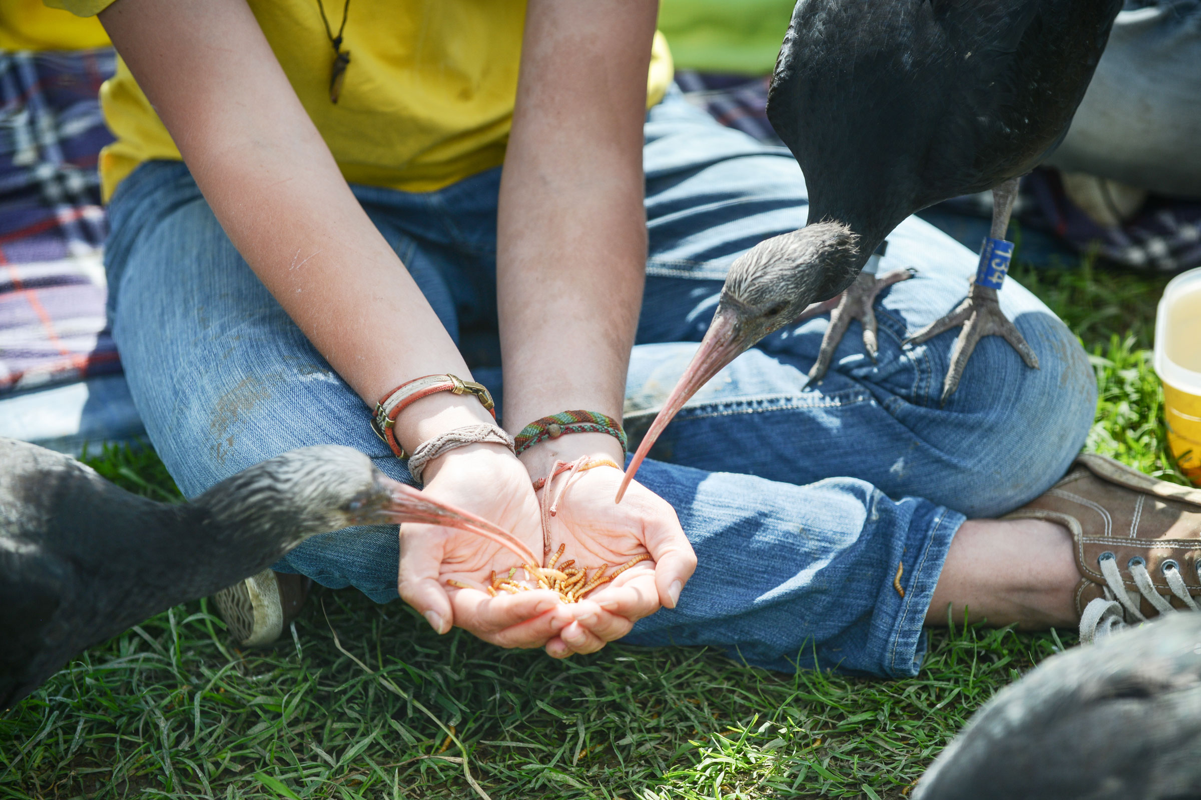Young ibises enjoy a mid-day snack in the weeks leading up to migration. Esther Horvath