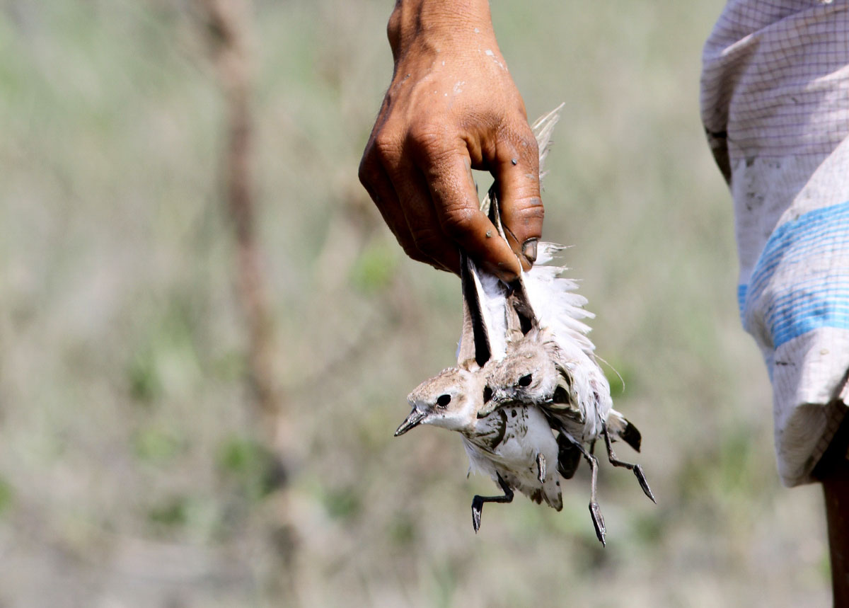 Lesser Sand-Plovers and other shorebirds are sold as meat in some Southeast Asian countries. Sayam U. Chowdhury