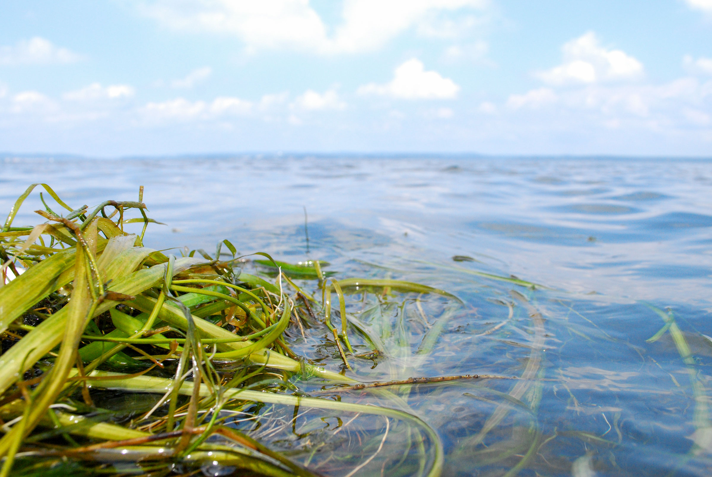 Seagrasses require clean water to grow, so their recovery in the Chesapeake Bay is a sign of a successful pollution cleanup. Chesapeake Bay Program