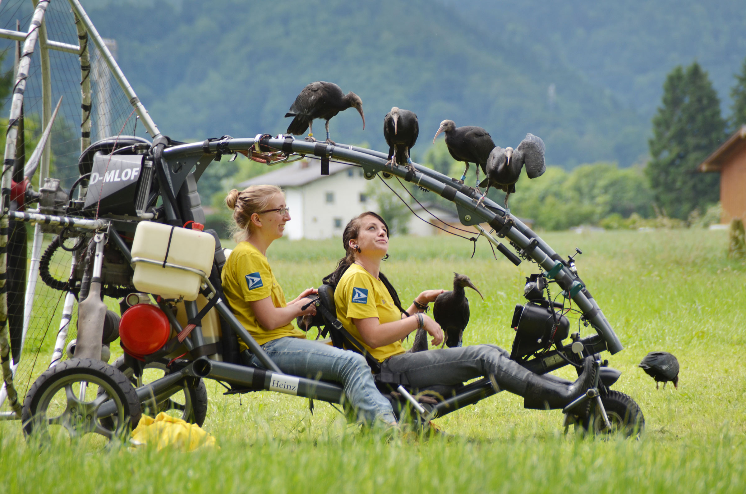 Now more than three months old, the ibises get used to the noisy microlight aircraft. Johannes Fritz