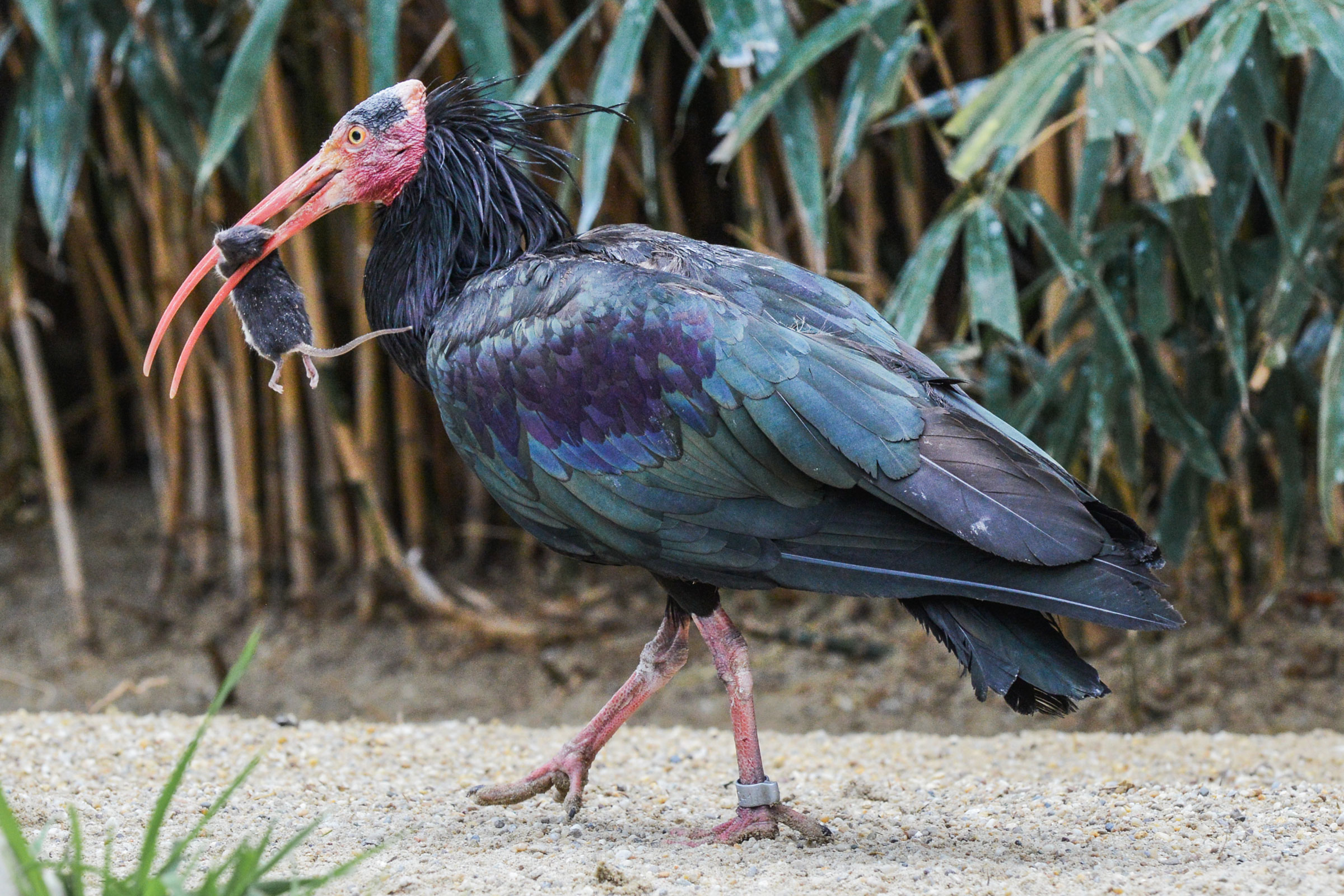 An adult Northern Bald Ibis catches its dinner. Esther Horvath