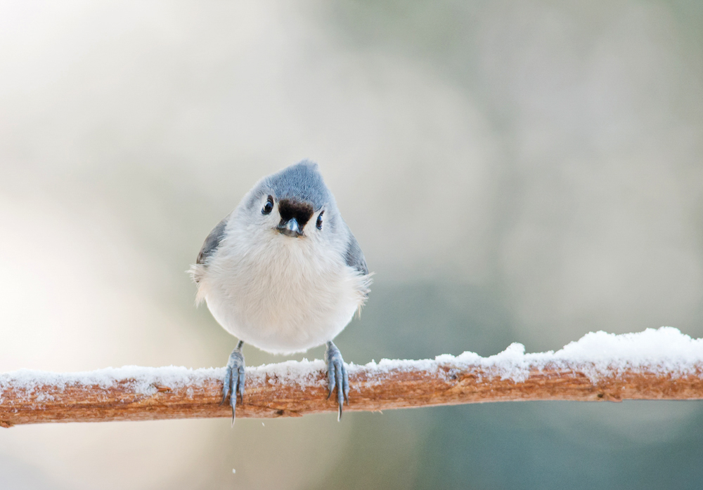 Tufted Titmouse Catherine McEntee/Audubon Photography Awards Tufted Titmouse Catherine McEntee/Audubon Photography Awards. Tufted Titmouse. Catherine McEntee/Audubon Photography Awards