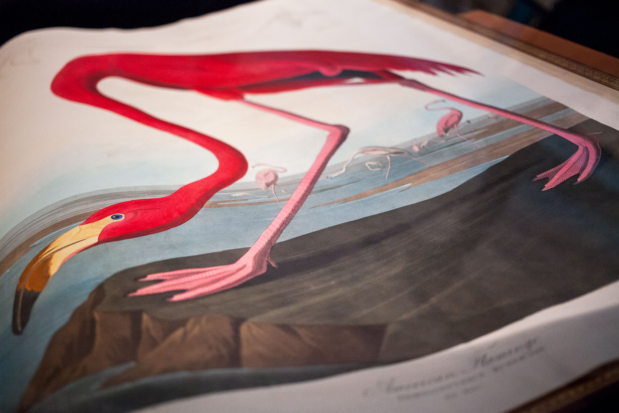 The American Flamingo is part of the 87th fascicle at Audubon's Aviary: Last Flight, on display at the New-York Historical Society March 6 through May 10. Camilla Cerea/National Audubon Society