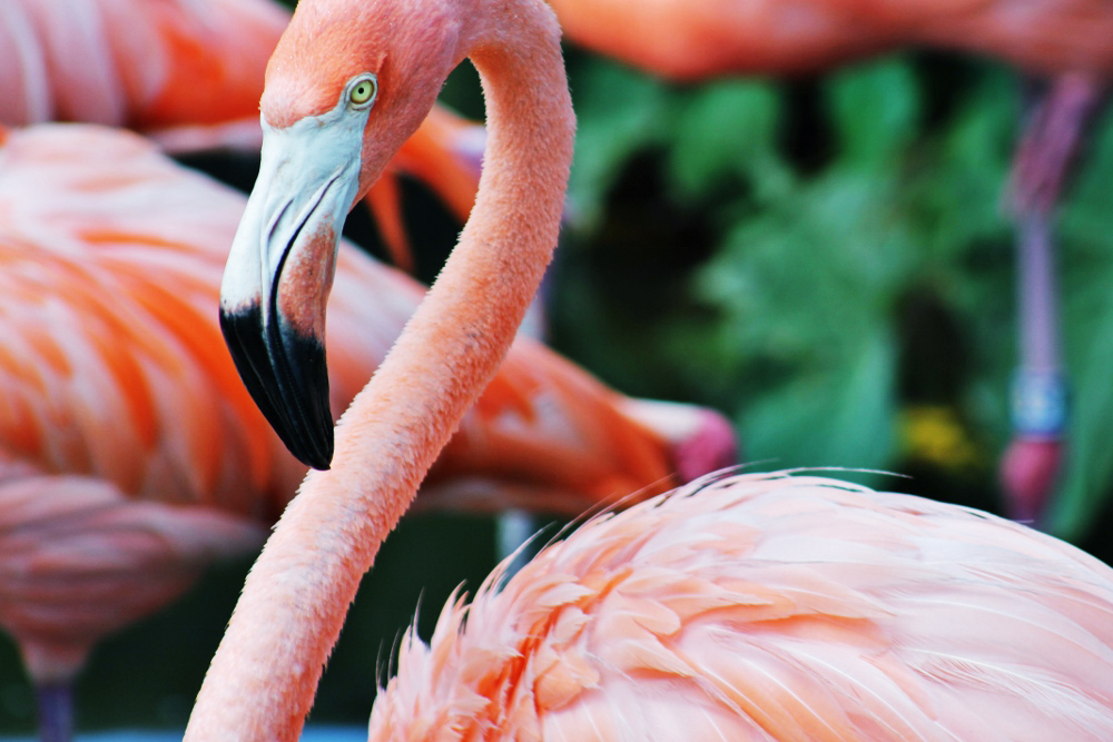 American Flamingo. Taylor Mitchell/Audubon Photography Awards