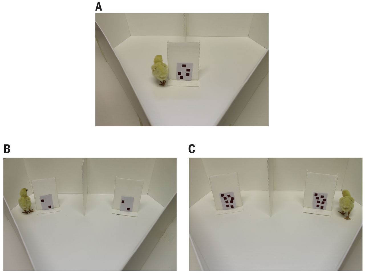 The chicks in training (A), small number testing (B), and large number testing (C). Photo by Rosa Rugani