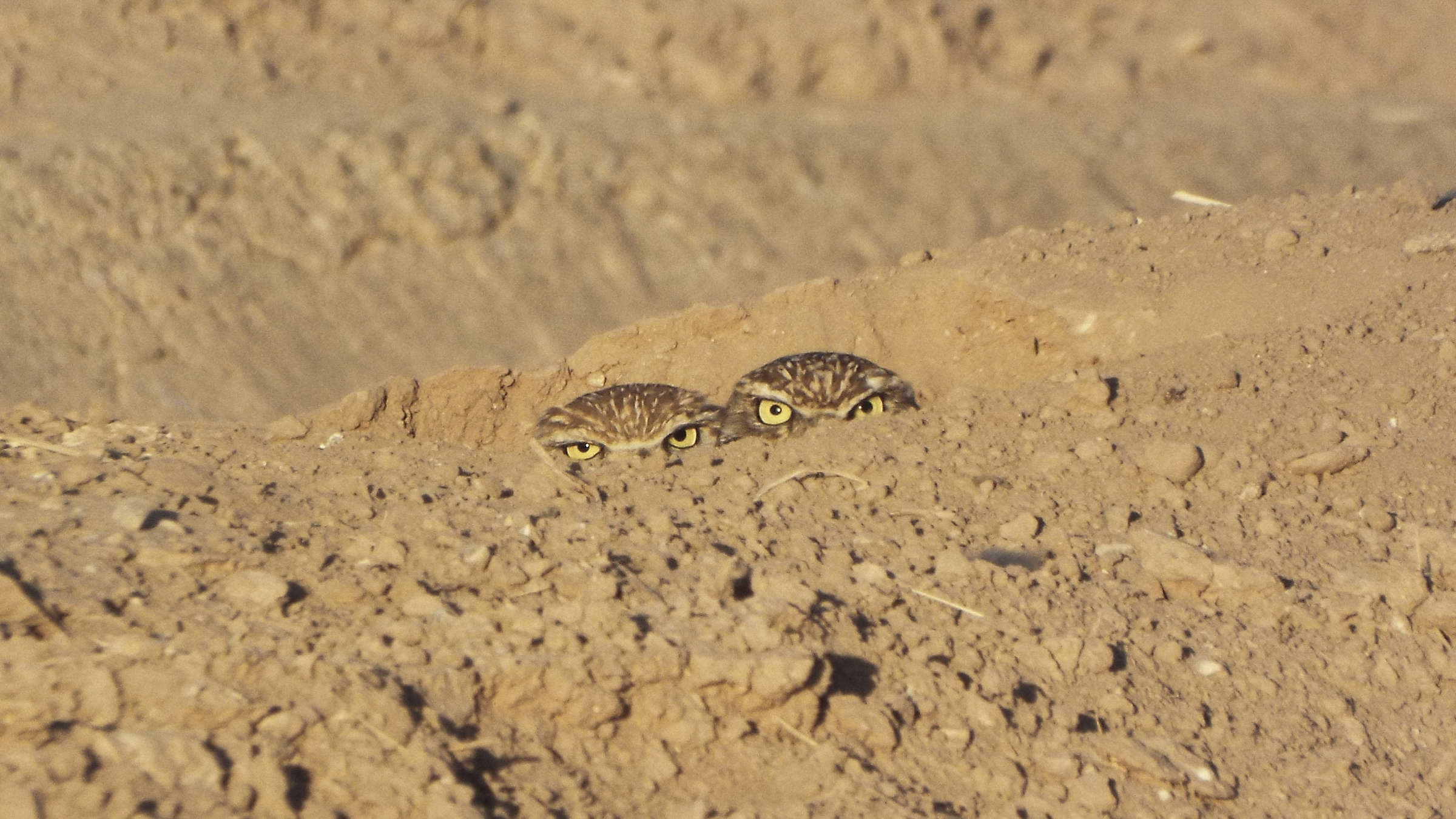 Burrowing Owls. Donna Williams Malone/Great Backyard Bird Count