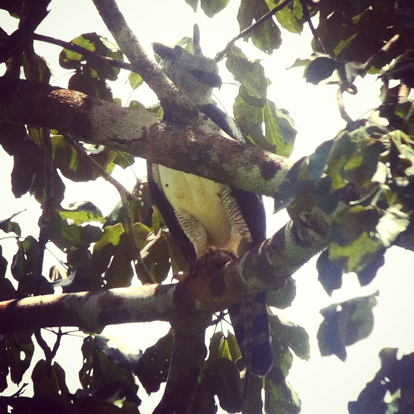 The male Harpy Eagle—captured on an iPhone through a spotting scope. Credit: Noah Strycker