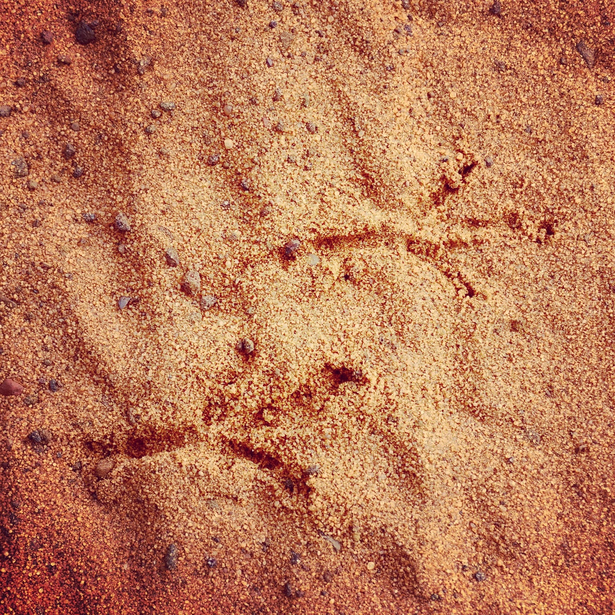 Bird tracks on a dirt road in the Cerrado. Photo by Noah Strycker