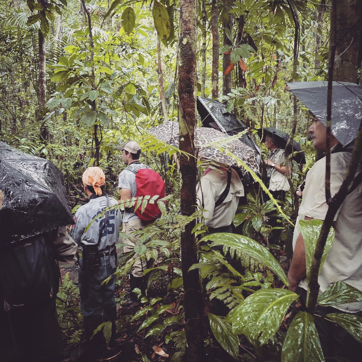 Birding under umbrellas in the forest at Shiripuno Lodge, Ecuador. Noah Strycker