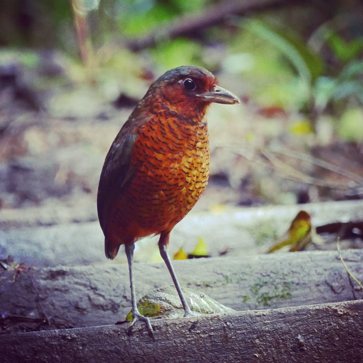 Maria, the Giant Antpitta that changed Angel Paz's life. Noah Strycker
